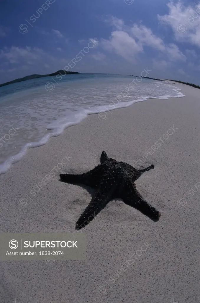Starfish on Beach 2
