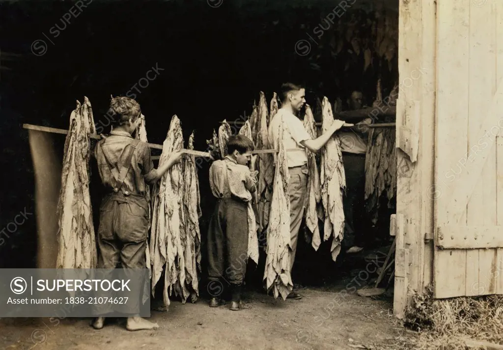 Two Young Boys Helping to House Tobacco in Barn, Hedges Station, Kentucky, USA, circa 1916