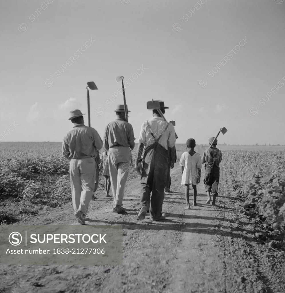 Day Laborers, including Children, Walking with Hoes to Cotton Field on Plantation, Rear View, Clarksdale, Mississippi, USA, Marion Post Wolcott for Farm Security Administration, August 1940
