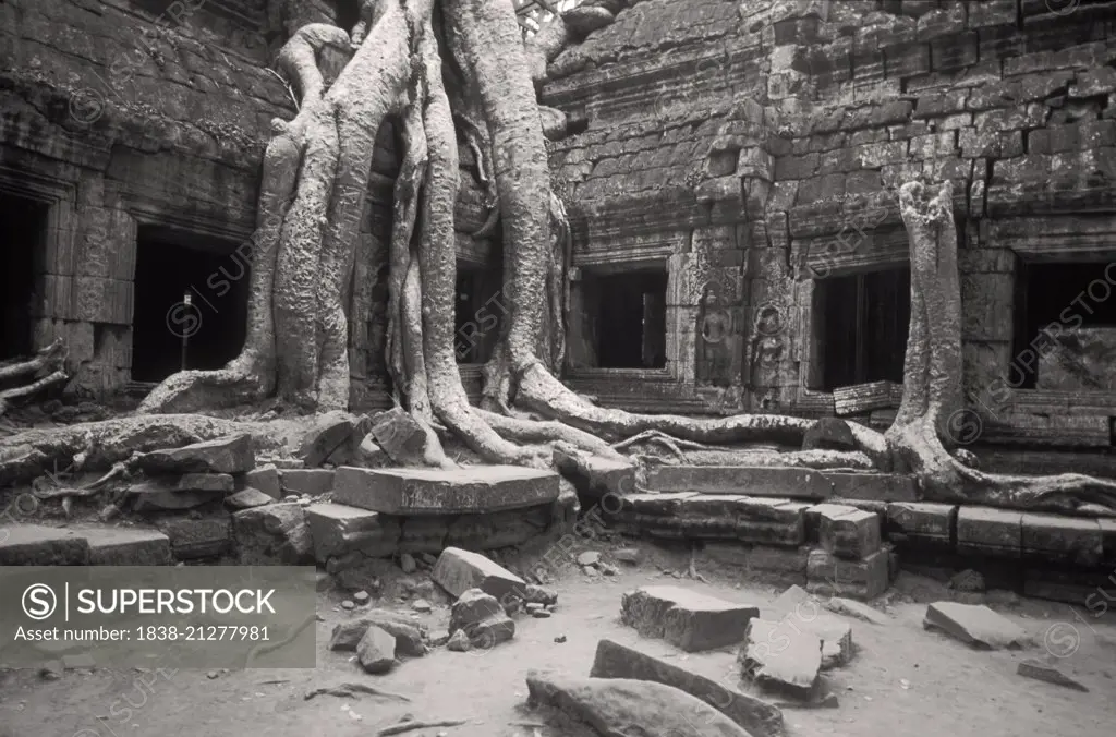 Ta Prohm Temple with Large Tree Roots, Angkor, Cambodia