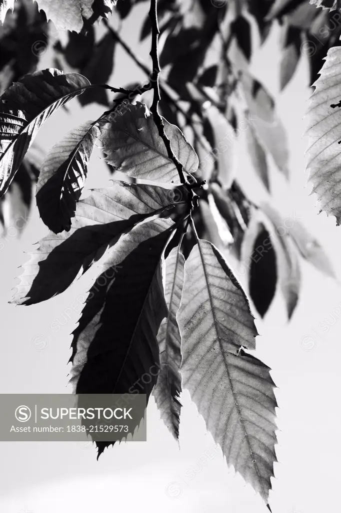 Leaves Hanging from Tree Branch