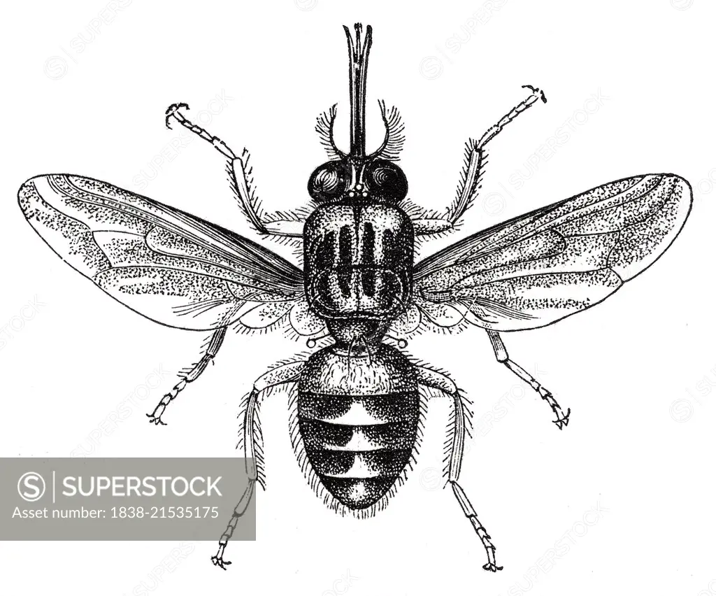 Tsetse Fly, Africa, Illustration, 1885