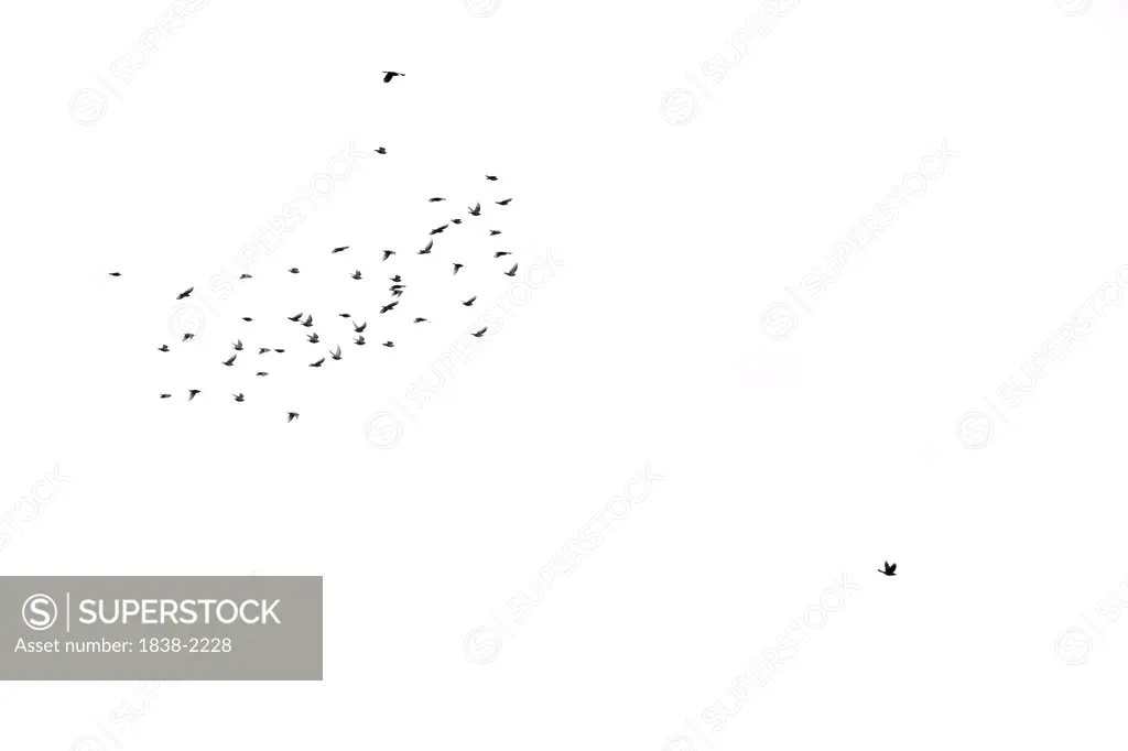 Flock of Birds on White