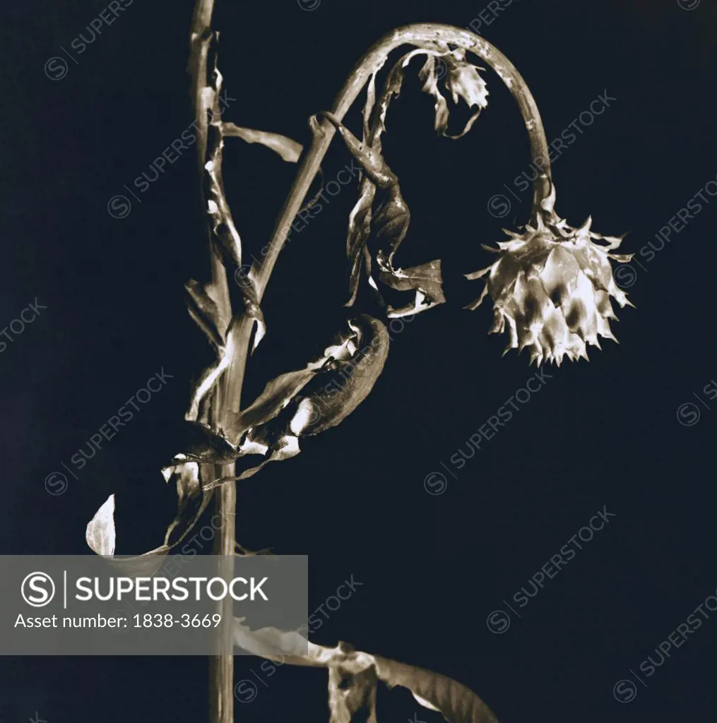 Sepia Wild Protea