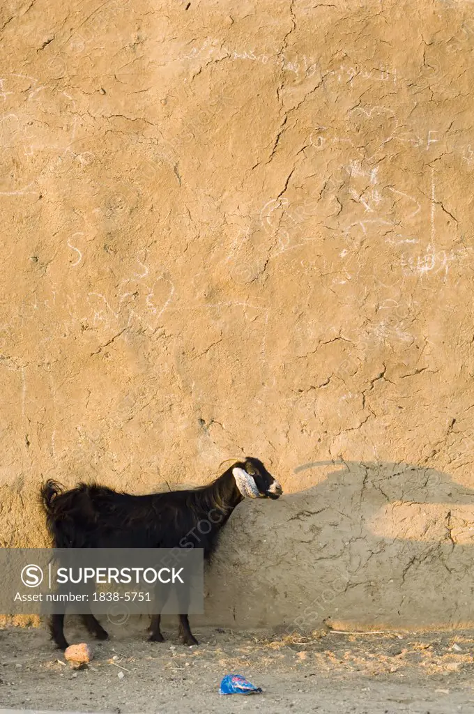 Goat in front of a clay wall