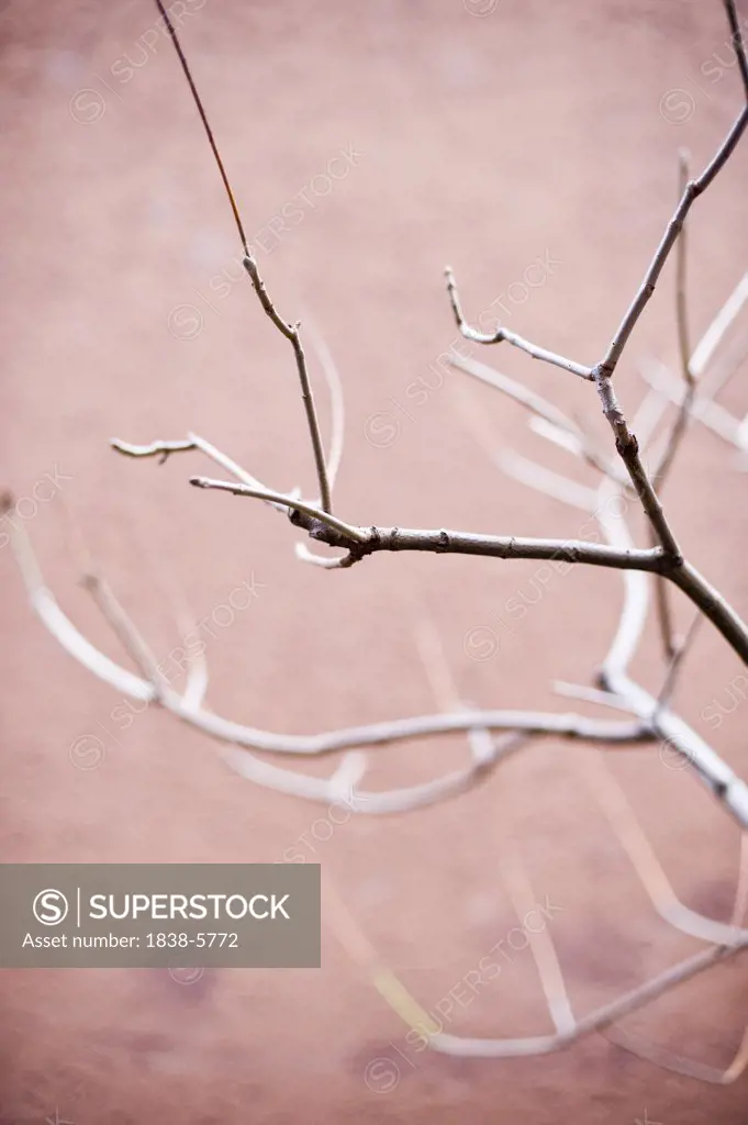 Branches in front of a pink wall