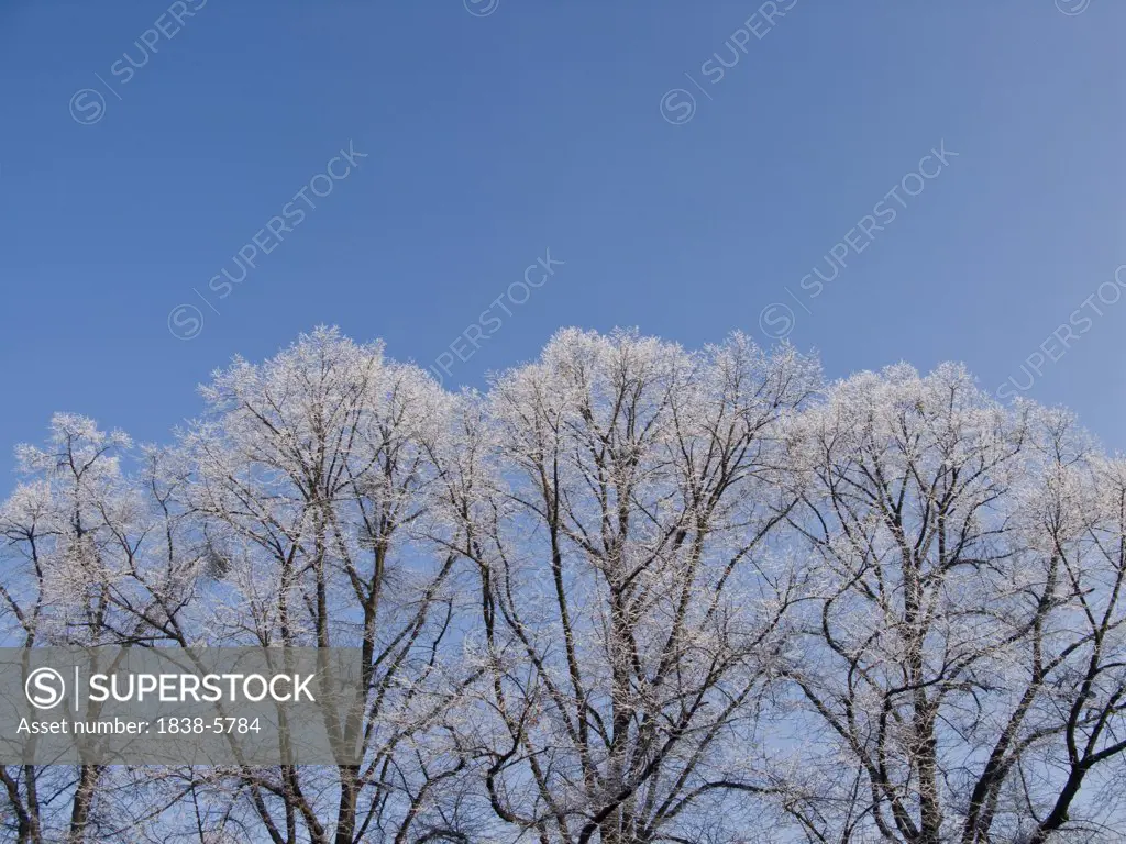 Iced treetops