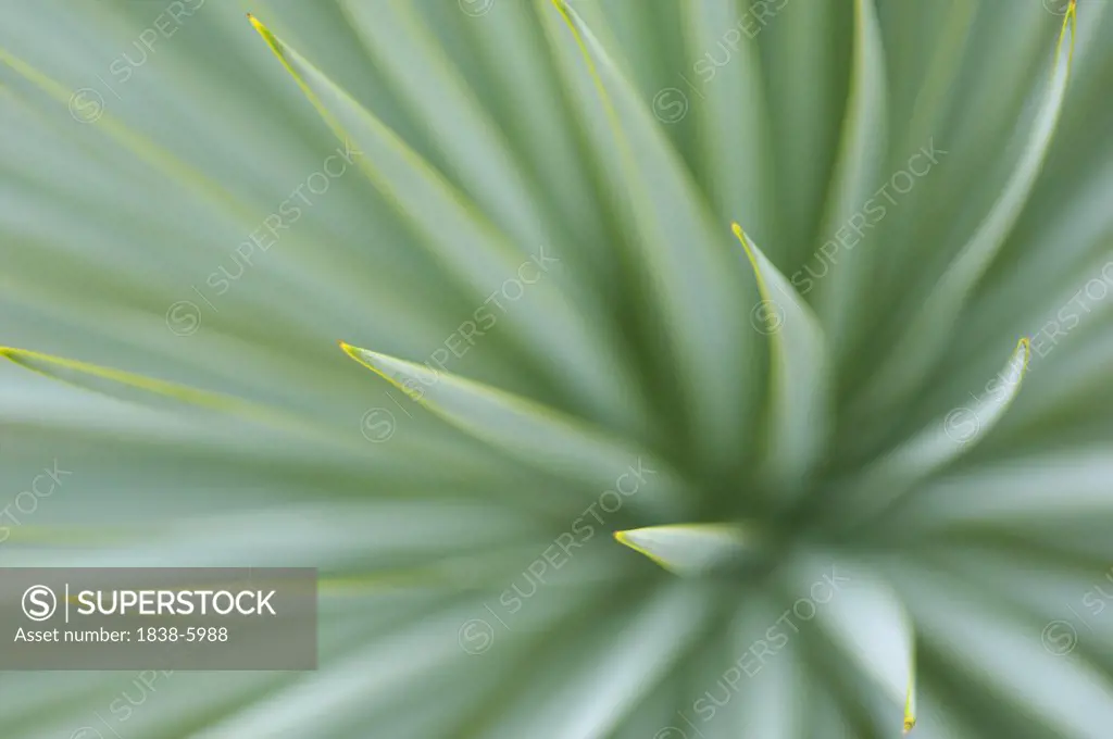 Leaves of a succulent