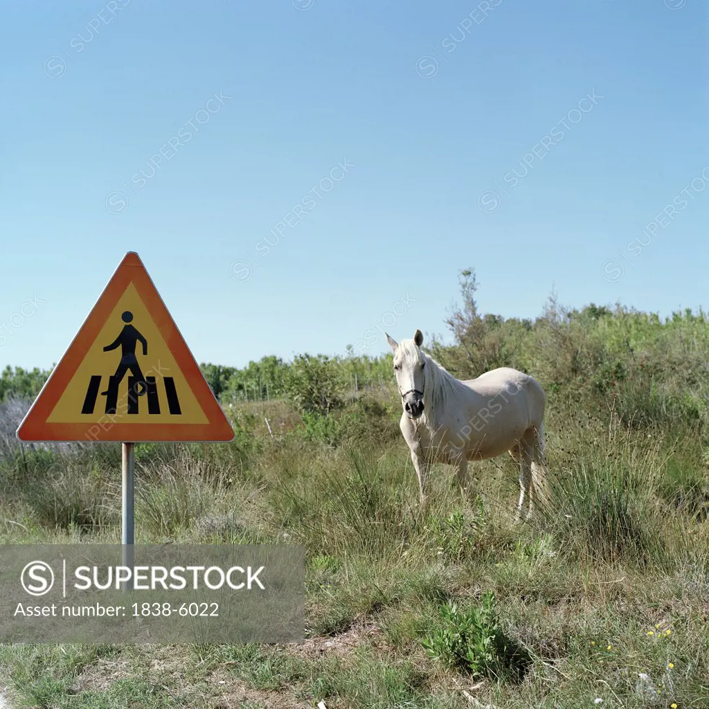 Horse at a pedestrian crossing
