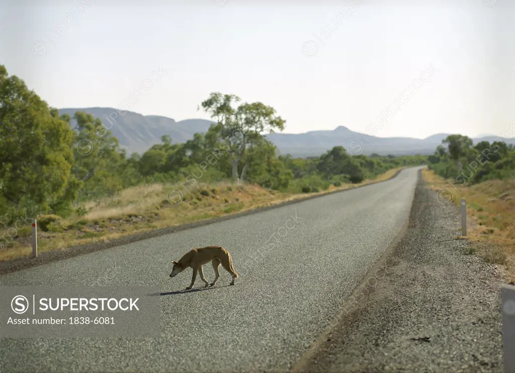 Dingo Crossing Road, Australia