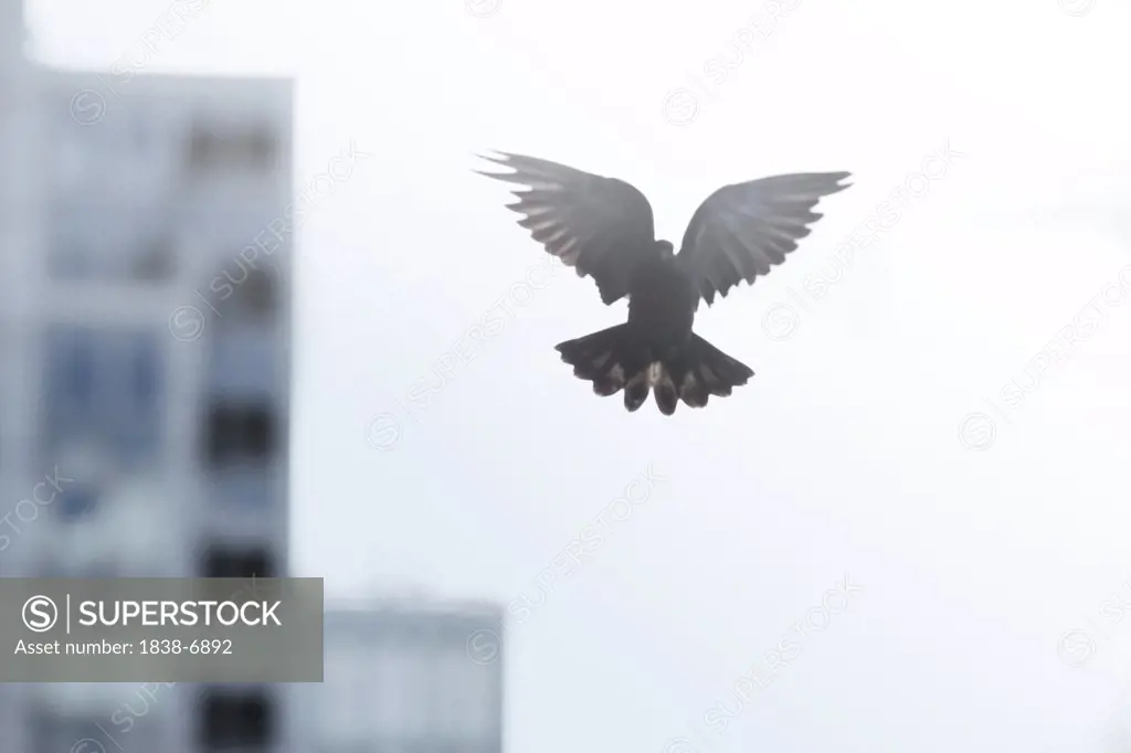 Pigeon Flapping Wings in Flight