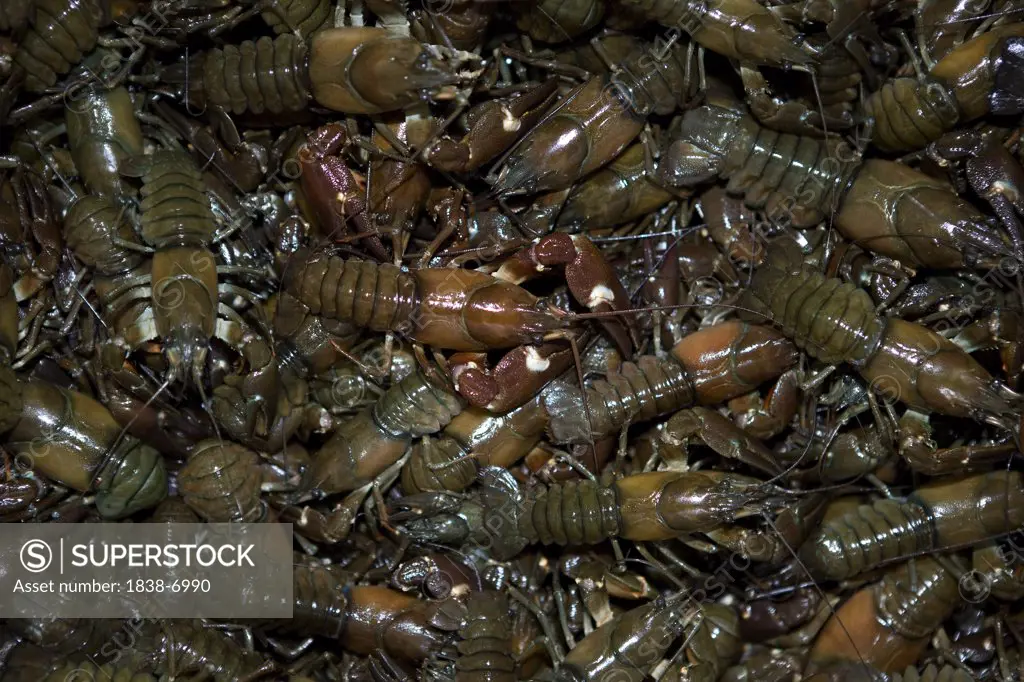 Pile of Crayfish