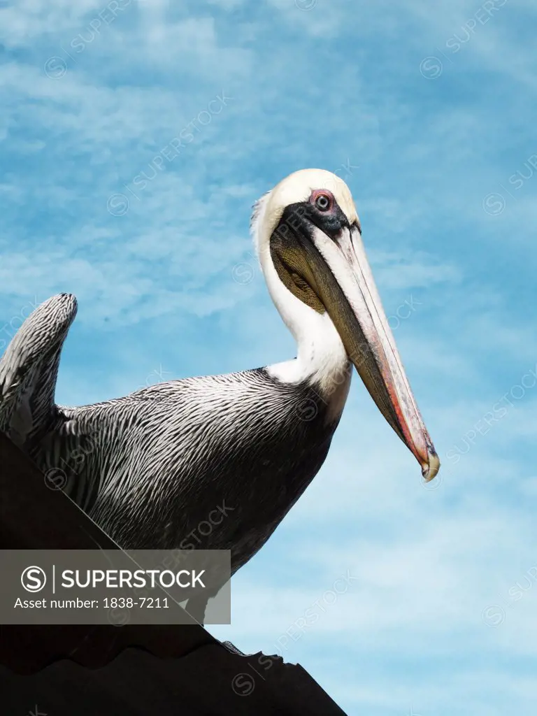 Profile of Pelican Sitting On Roof