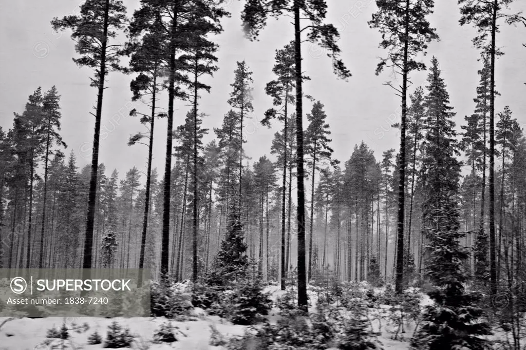 Snow Covered Pine Forest