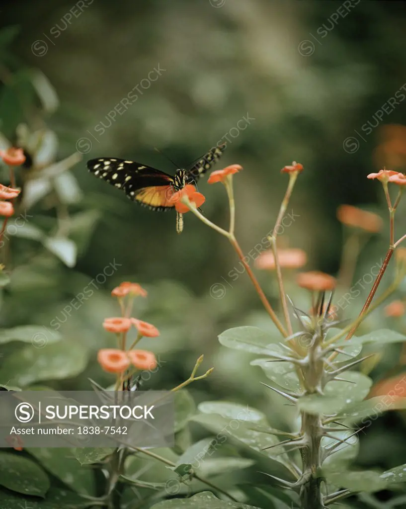 Butterfly Resting on Flower