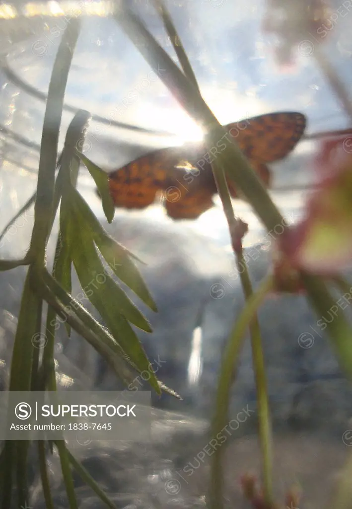 Butterfly Caught in Glass Jar