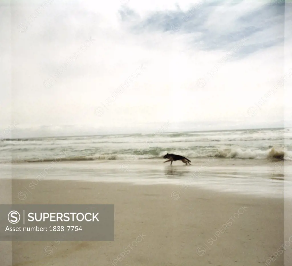 German Shepherd Dog Running Along Sandy Beach