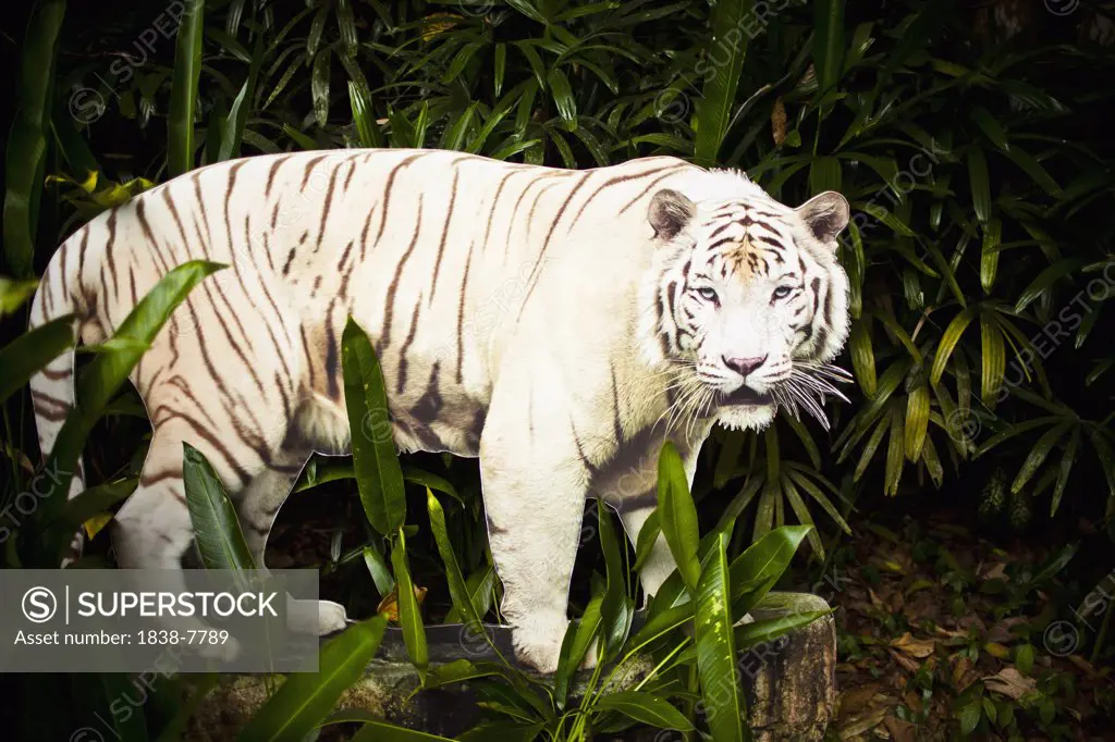 White Tiger Cutout at Singapore Zoo