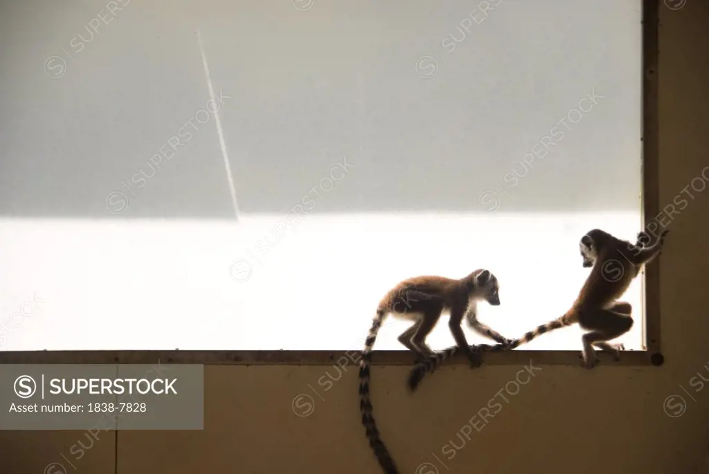 Lemur Pulling Sibling's Tail