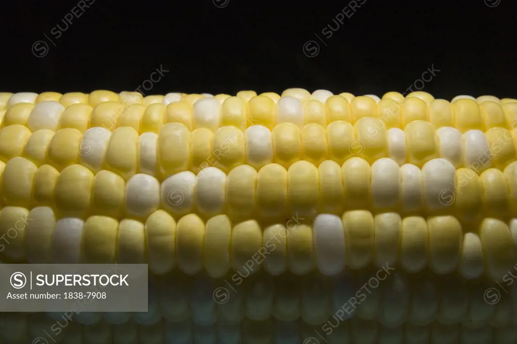 Corn on the Cob in Dramatic Light