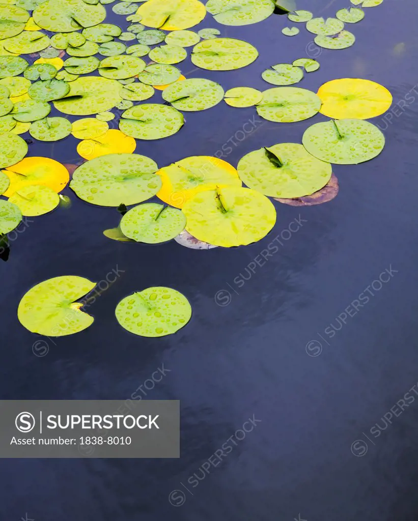 Lilypads in Water