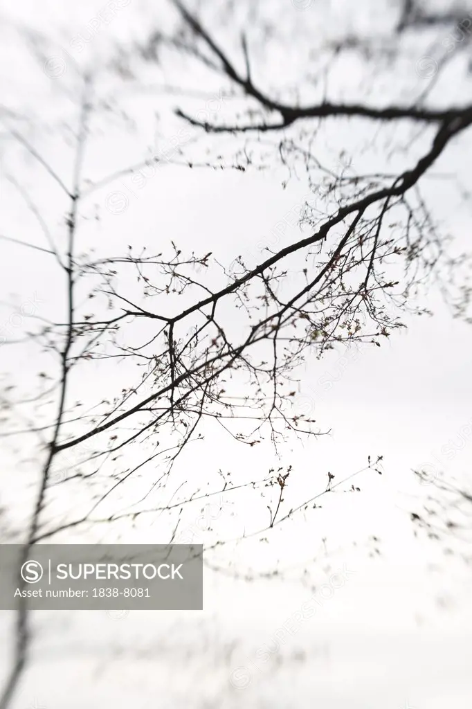 Tree Branches Against Gray Sky