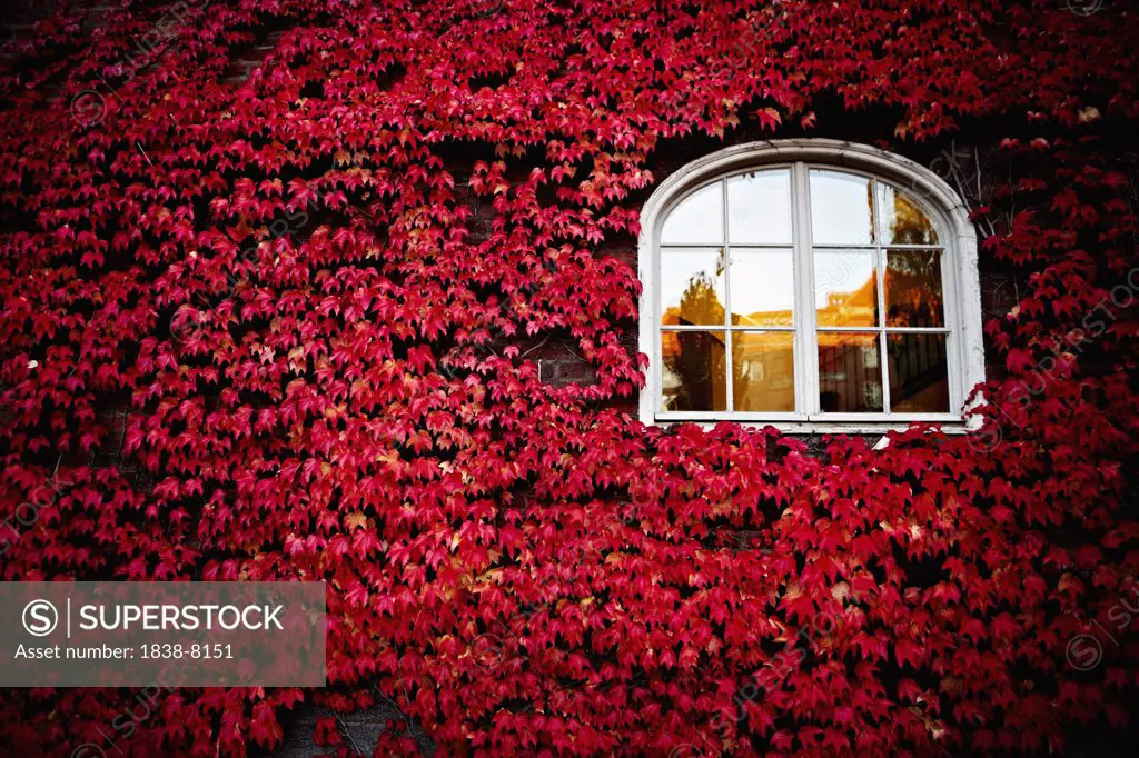 Window Surrounded by Ivy and Red Leaves