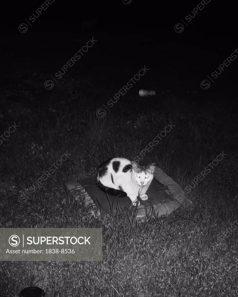 Cat Sitting on Pillow Outdoor at Night