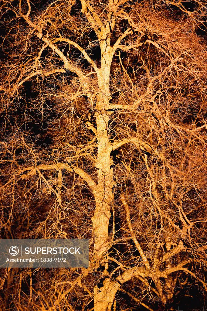 Bare Tree With Many Branches at Night