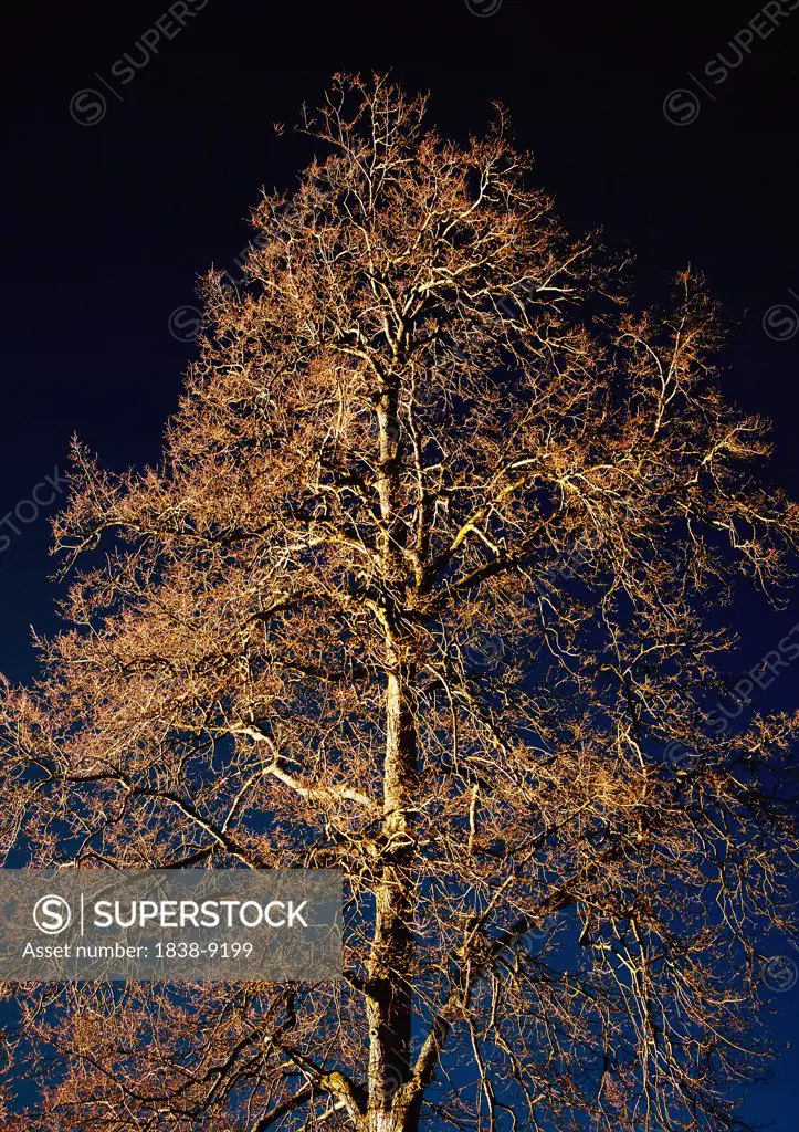 Bare Tree With Many Branches at Night