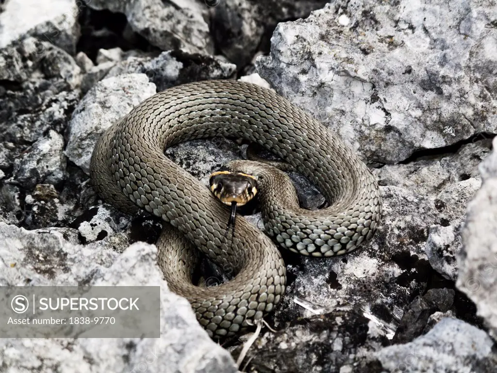 Snake on Rocks