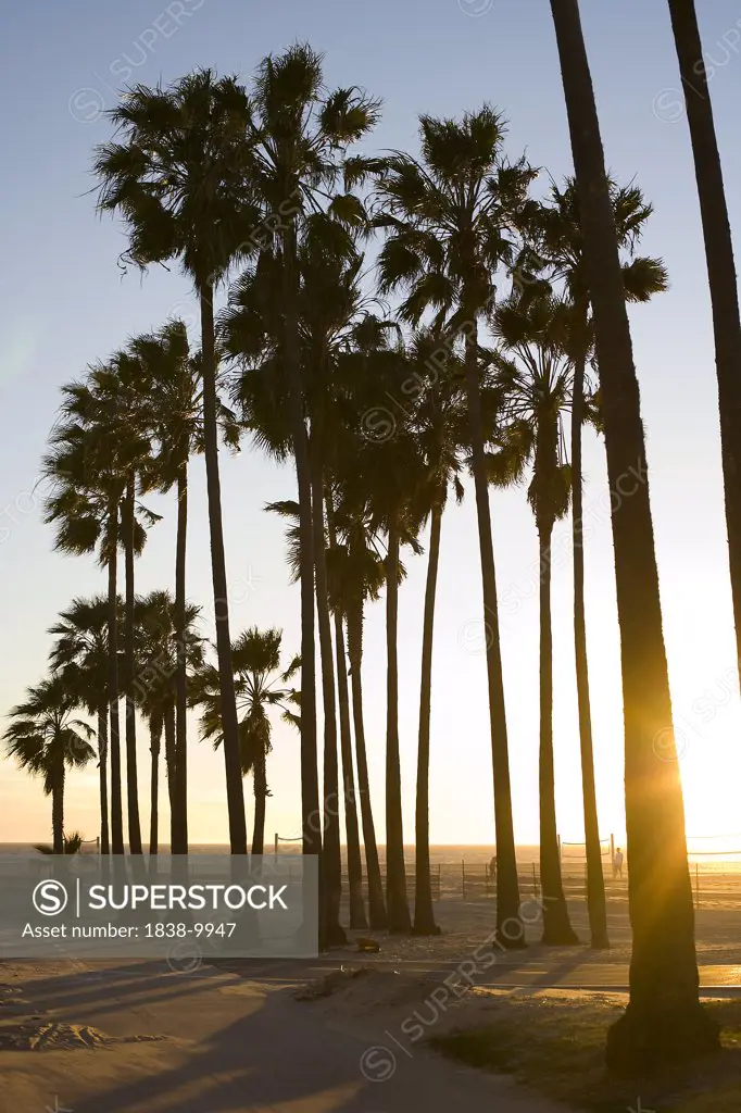 Palm Trees  Along Beach, Venice, California, USA