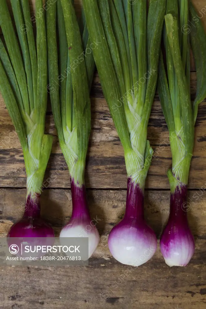 Four Spring Onions