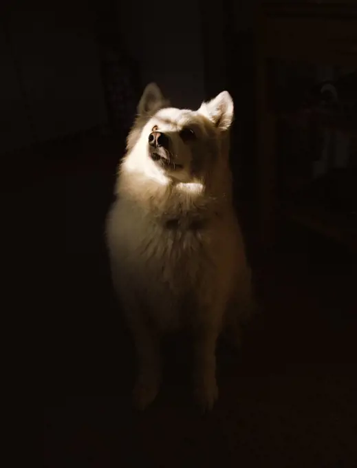 Samoyed Dog, Portrait with Illuminated Face on Dark Background