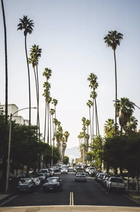 Palm Tree Lined Street, Los Angeles, California, USA