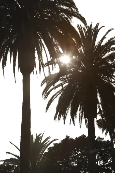 Palms Trees, Venice Beach, Los Angeles, California, USA