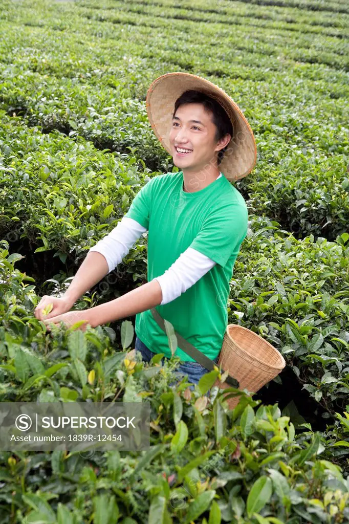 Young Man Picking Tea