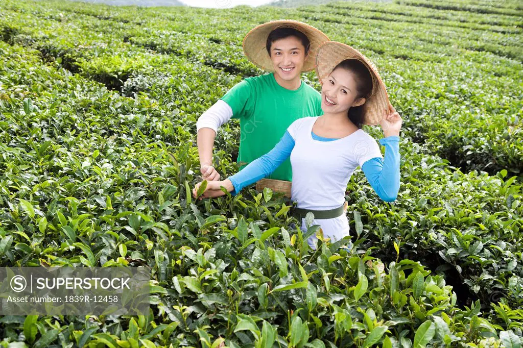 Young Couple Picking Tea