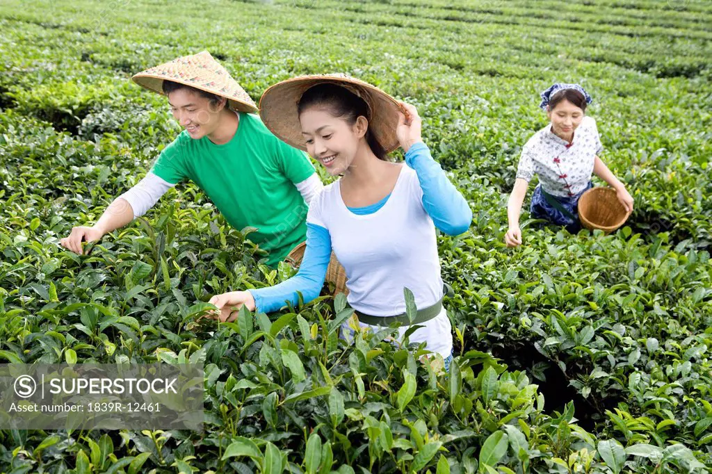 Three Young People Picking Tea