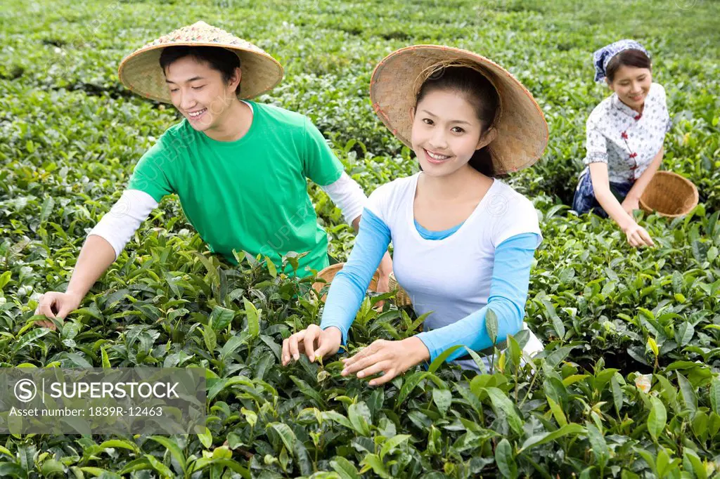 Three Young People Picking Tea