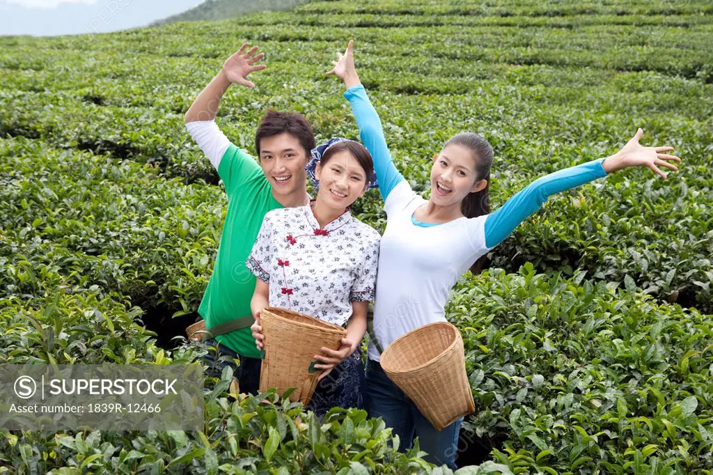 Three Young People in a Tea Field