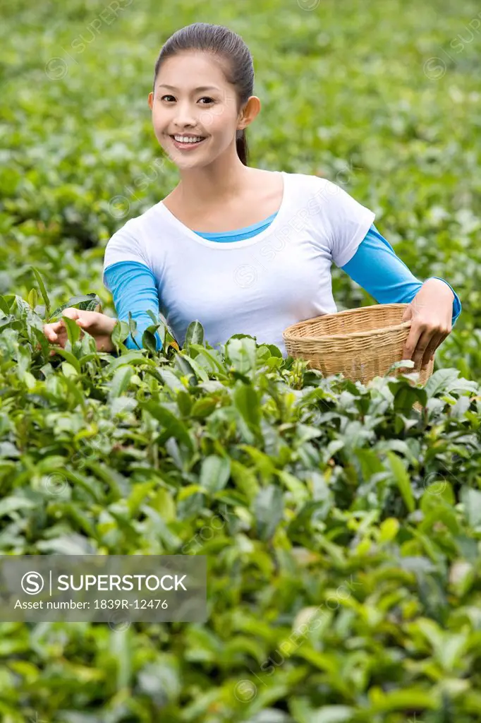 Young Woman Picking Tea