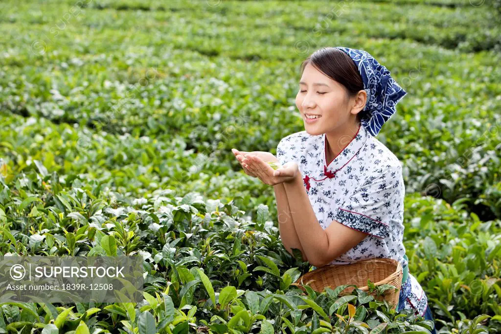 Young Woman in a Tea Field Holding Fresh Tea Leaves