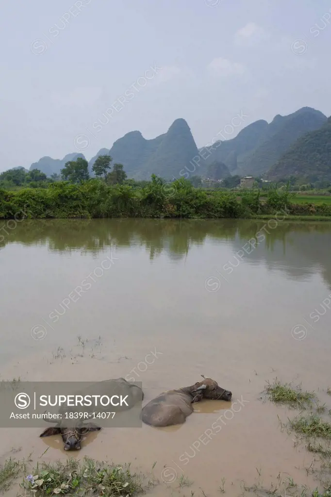 Two water buffalo in the Lijiang River