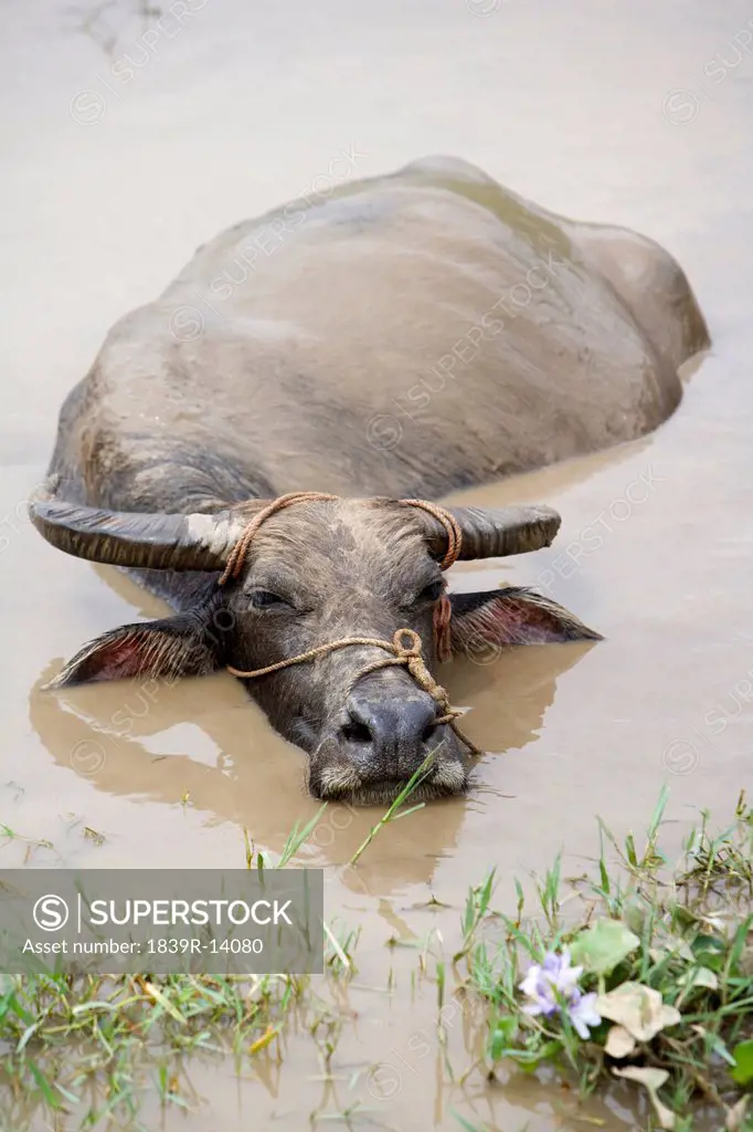 A water buffalo in the Lijiang River