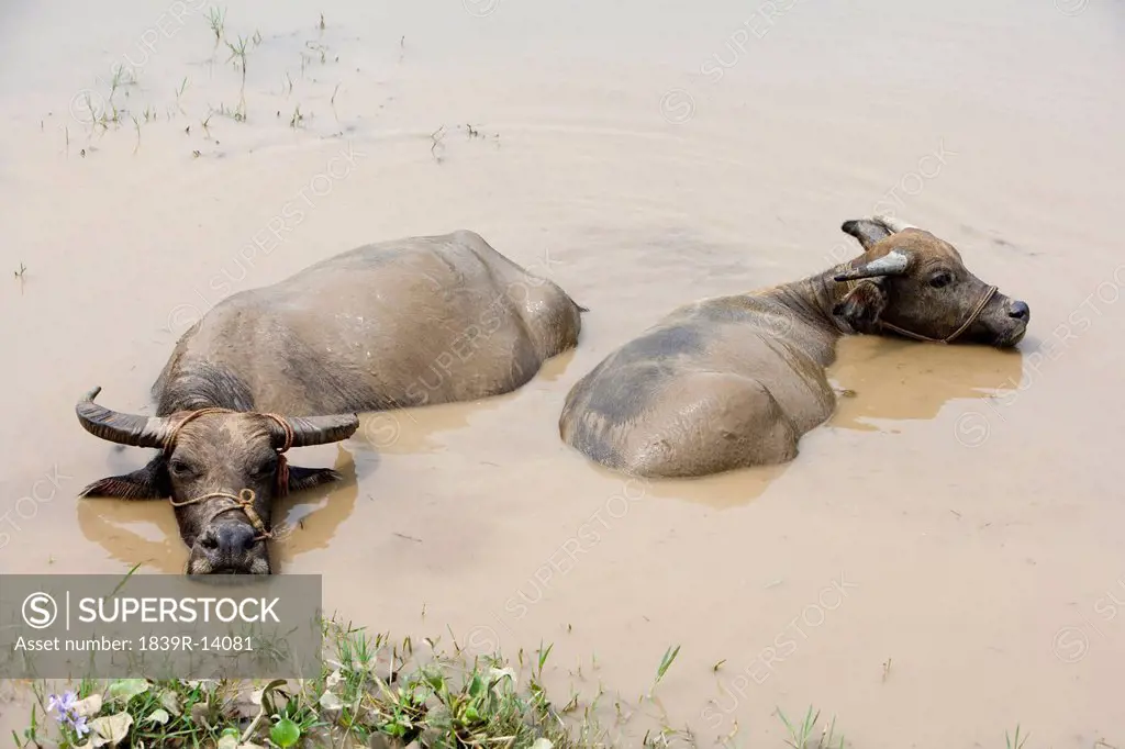 Two water buffalo in the Lijiang River