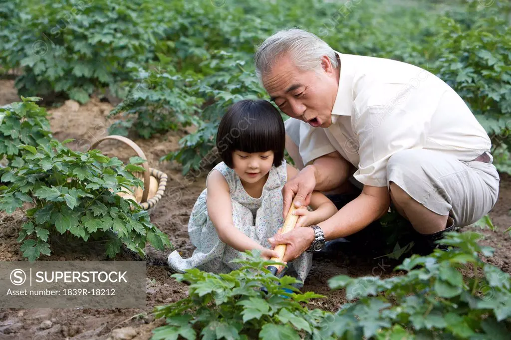 Grandfather and granddaughter gardening