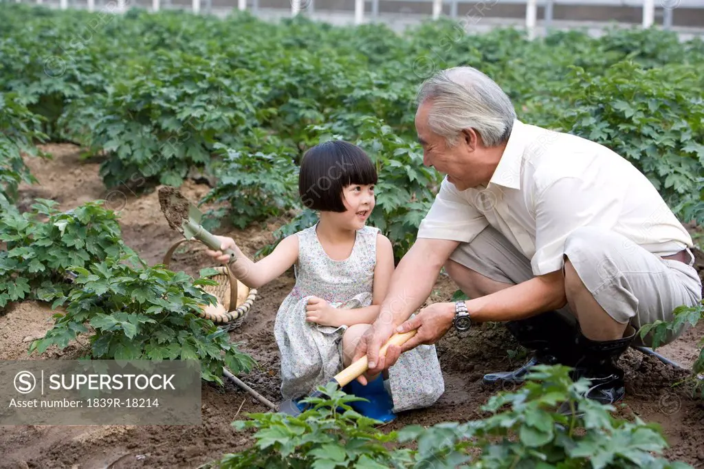 Grandfather and granddaughter gardening