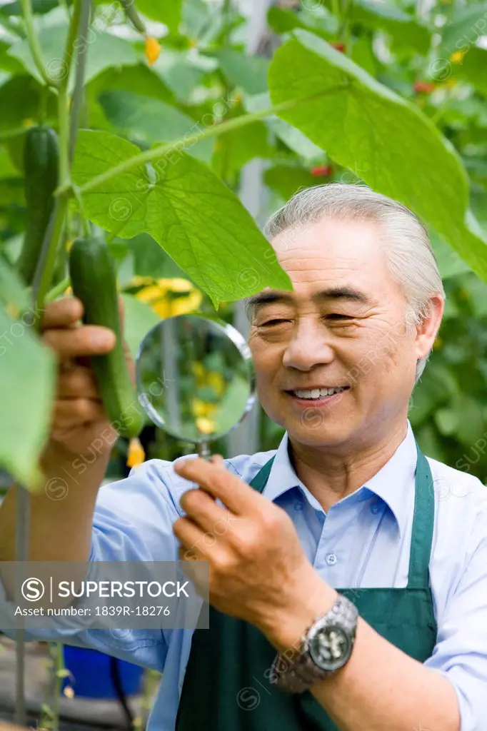 Farmer studying cucumbers in modern farm