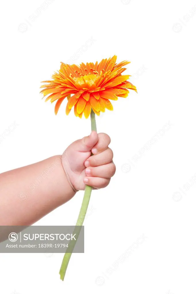 Baby´s Hand Holding a Flower